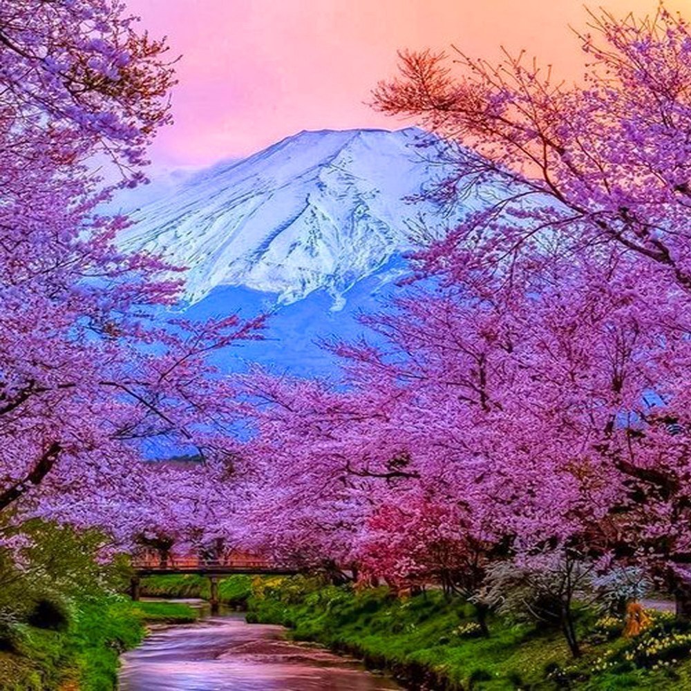 Розовые деревья в горах. Гора Фудзияма. Алмазная мозаика Фудзияма. Алмазная мозаика Фудзияма Сакура. Сакура и Фудзияма.