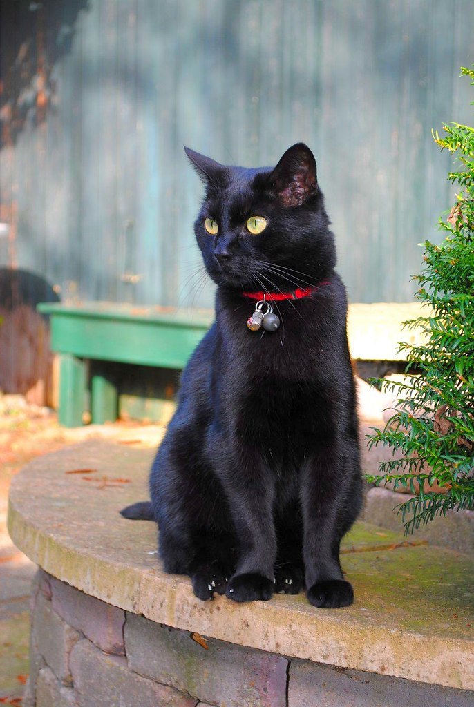 Бомбейский кот фото черный