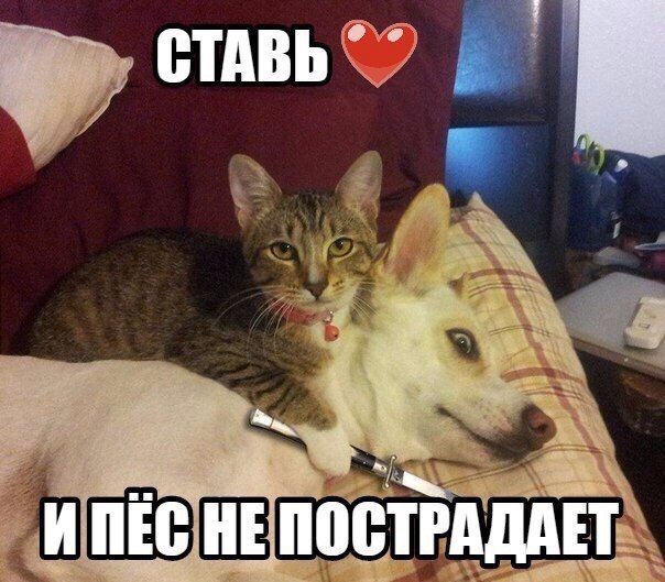 Щас лайк поставлю картинки прикольные
