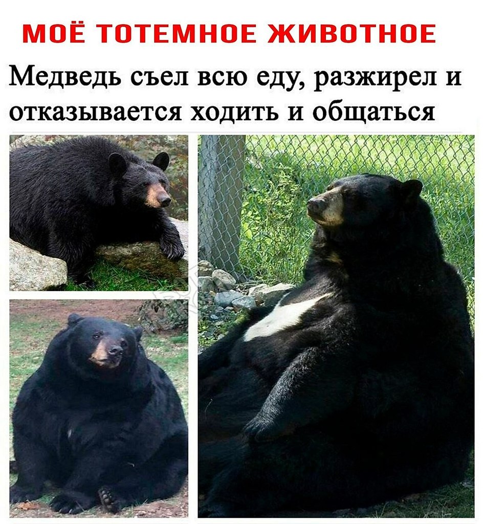 Толстый медведь прикол