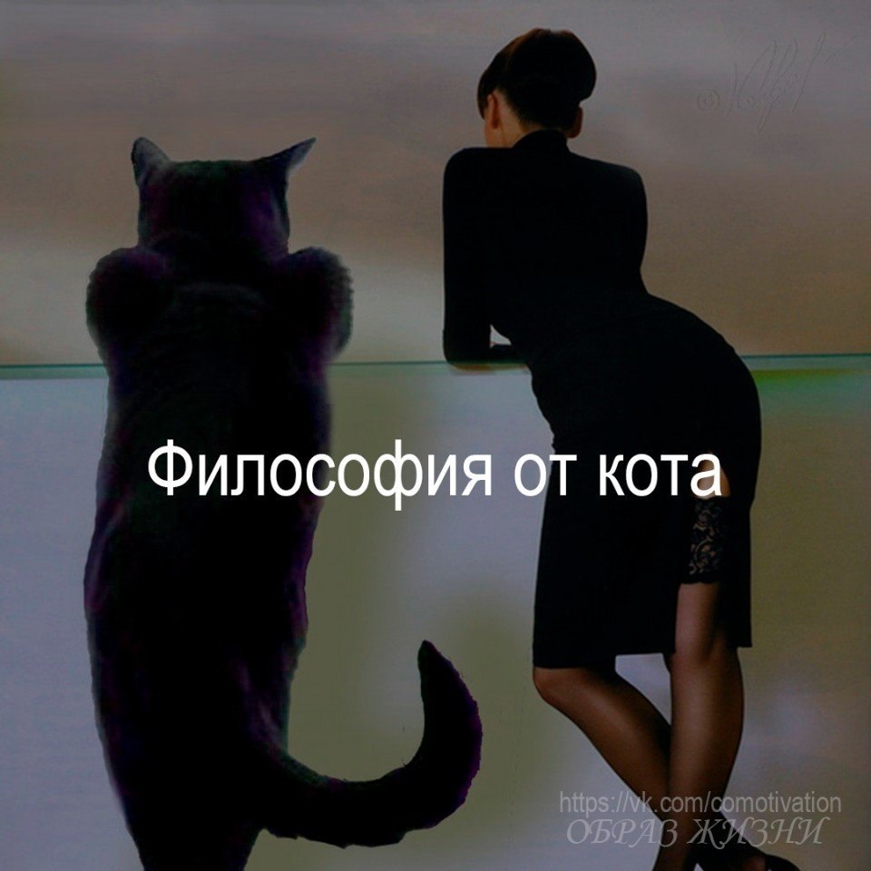 Кот философ картинки