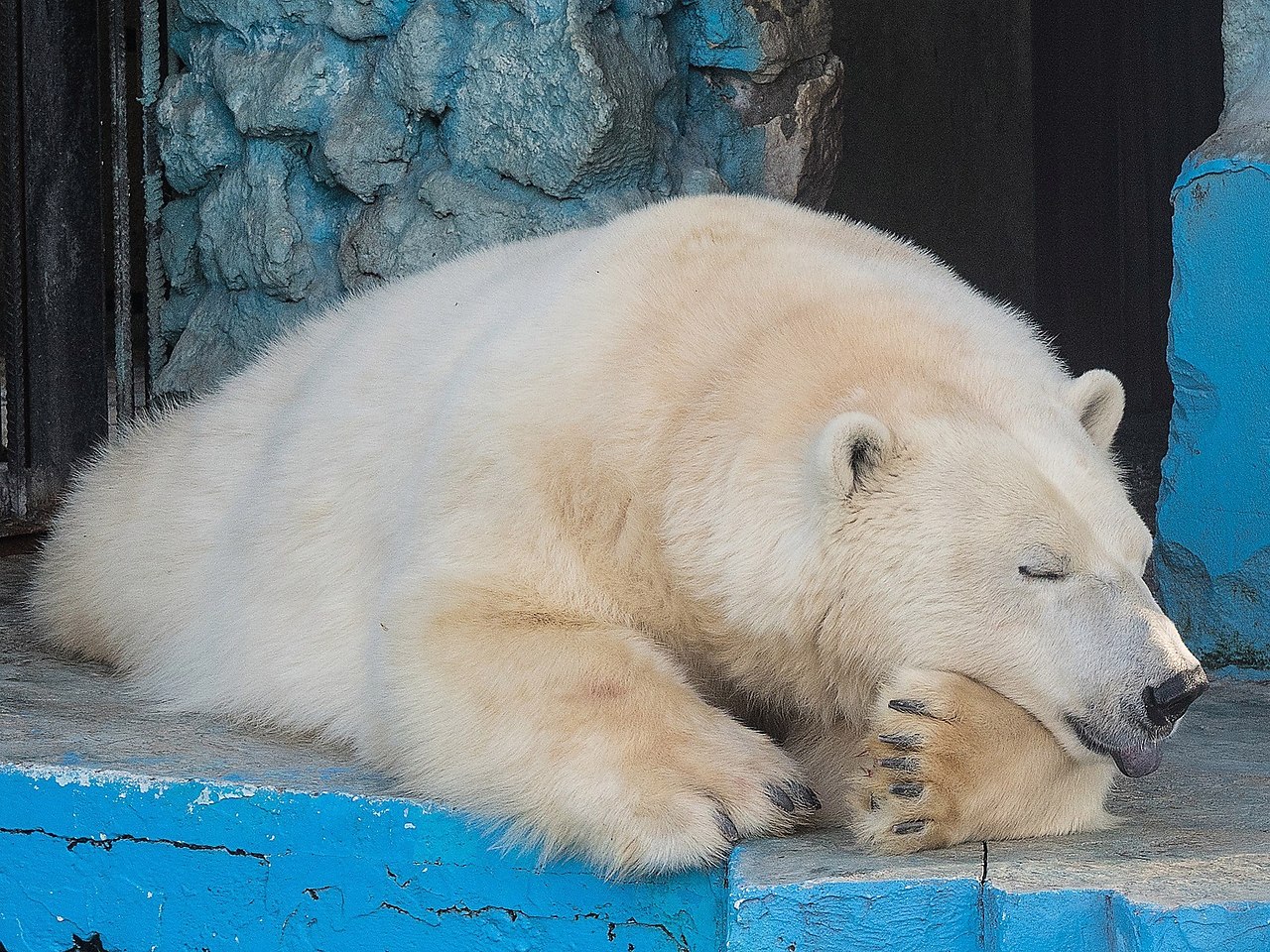 Впадают ли в спячку белые медведи. Роев ручей Красноярск белый медведь. Роев ручей Красноярск белые медвежата. Медведи в роев ручей Красноярск. Роев ручей Красноярск зимой.