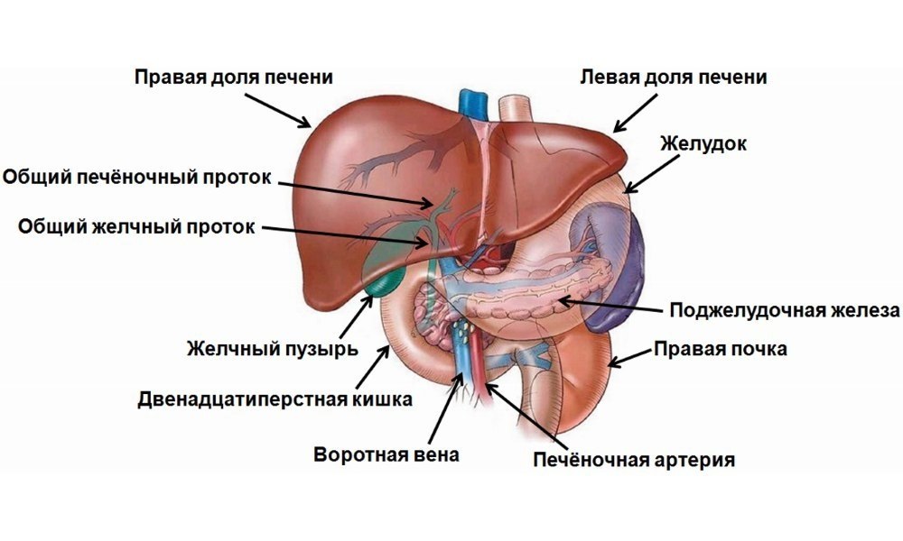 Строение печени человека фото