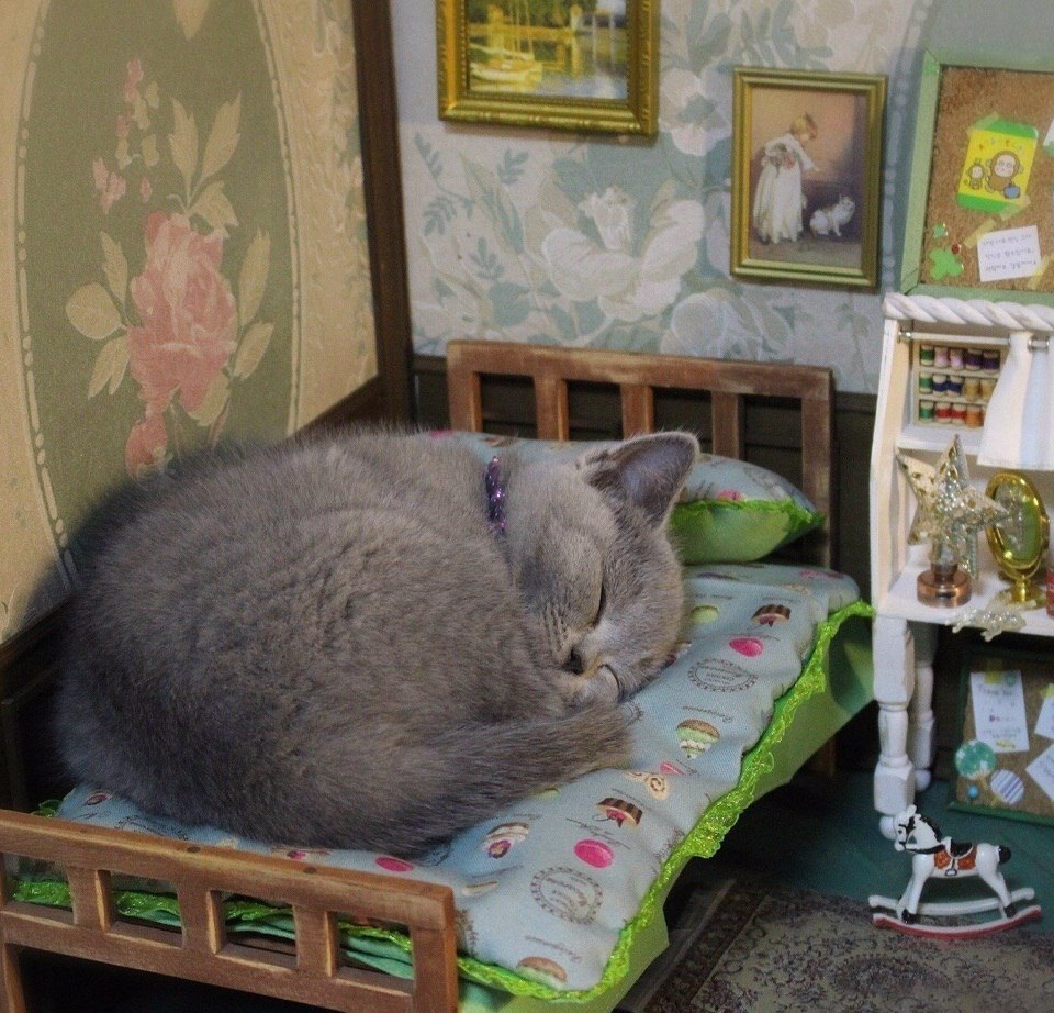 Кот спит в домике