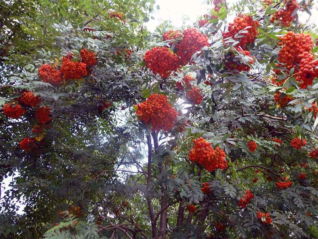 Рябина сказочная фото взрослого дерева