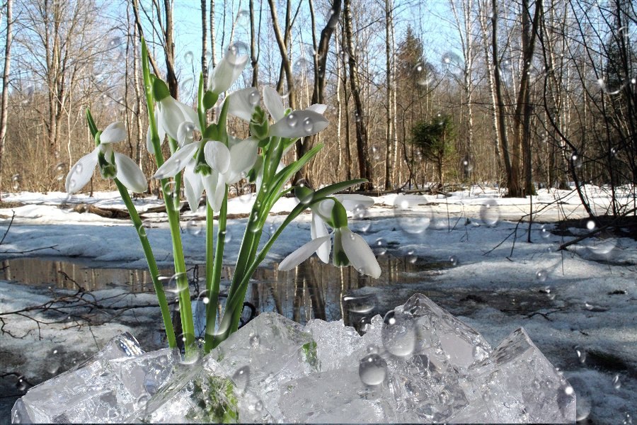 Весна картинки фото