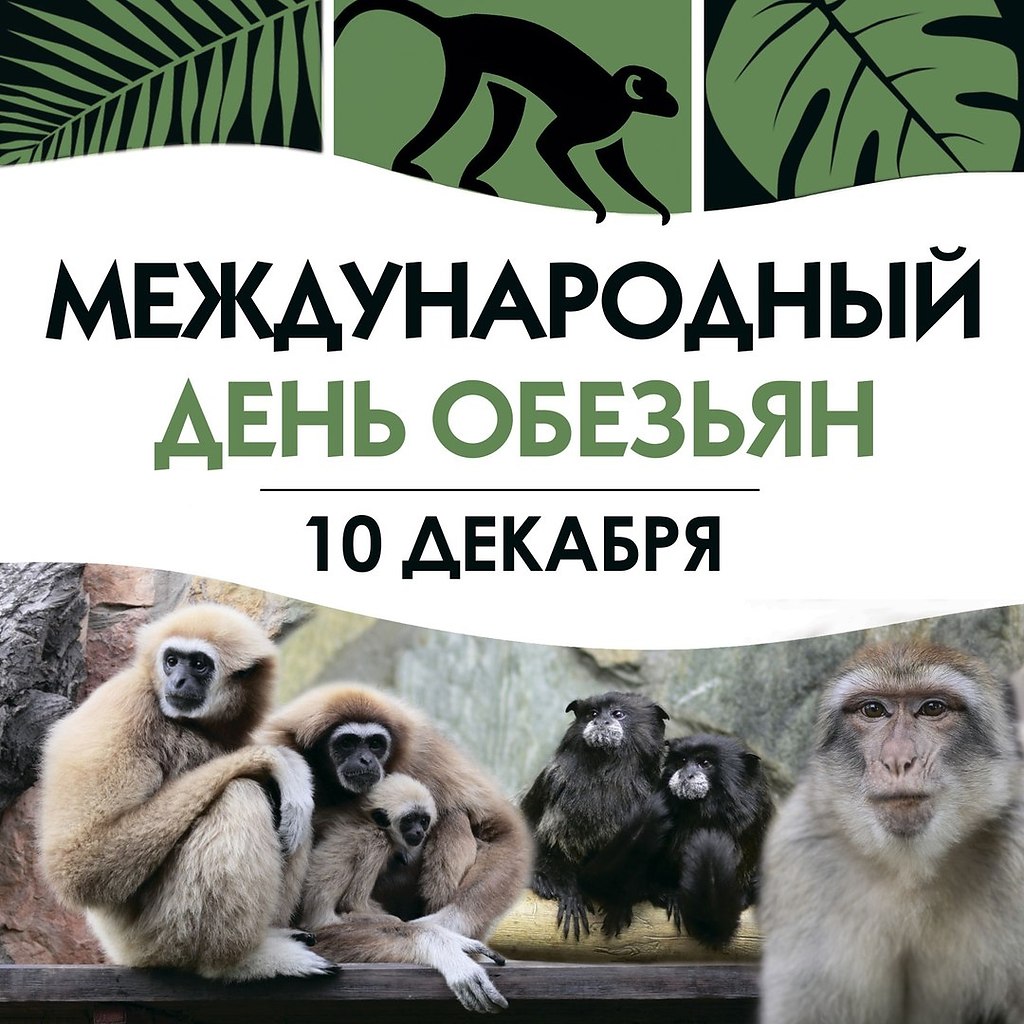 Всемирный день обезьян. День обезьян 14 декабря. Международный день обезьян открытки. Международный день обезьян 14 декабря картинки.