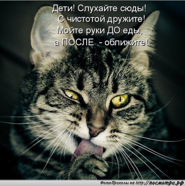 Картинки животных с приколами словами, днем