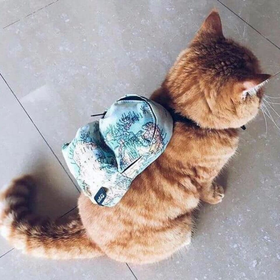 Рюкзачок котик