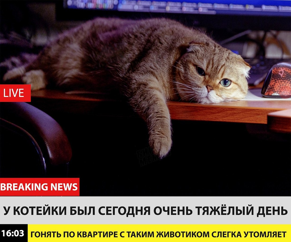 Breaking News коты