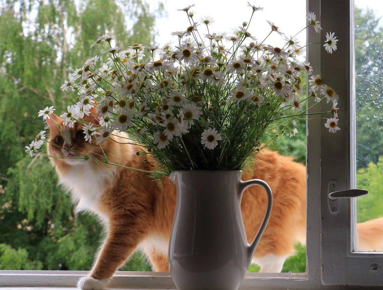Животные и растения в окне