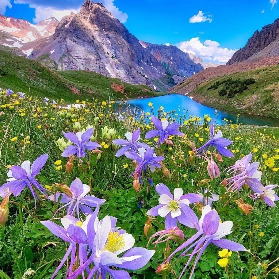 Горные цветы Колорадо