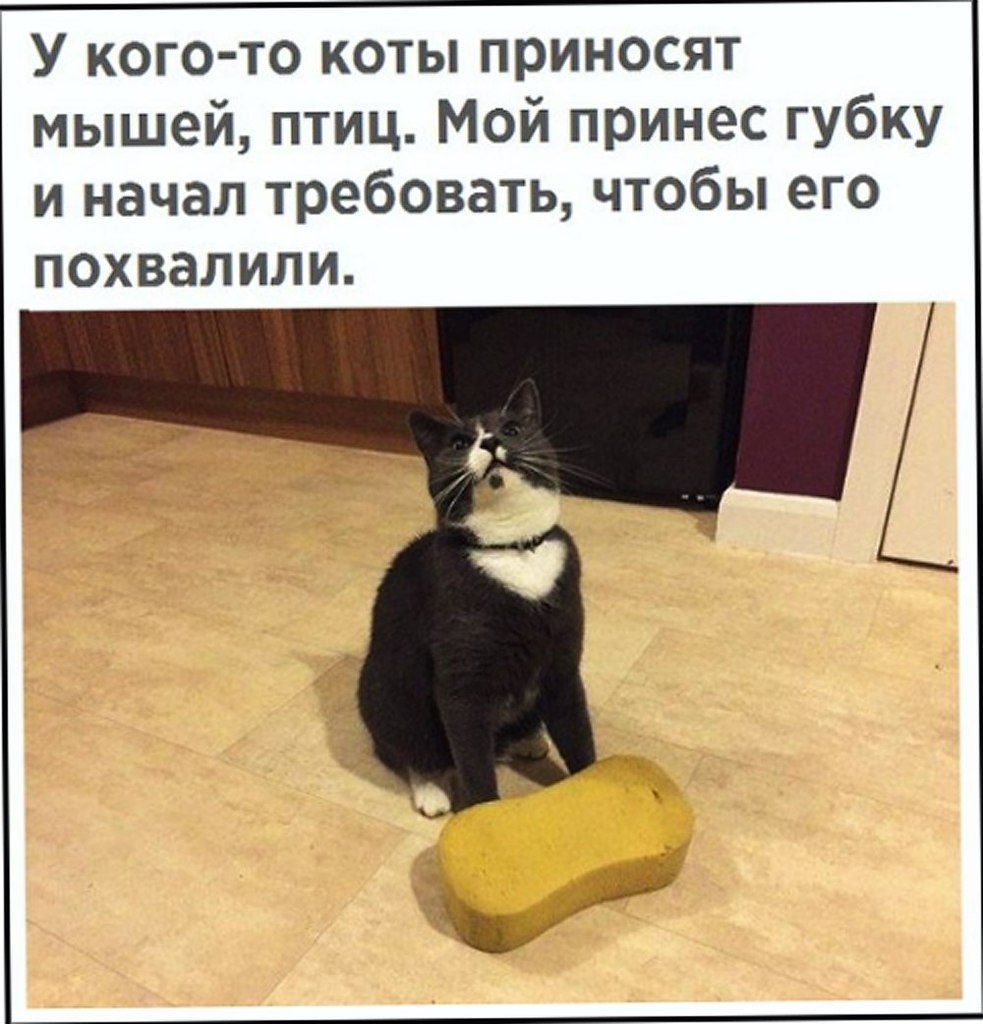 Кот принес мышь