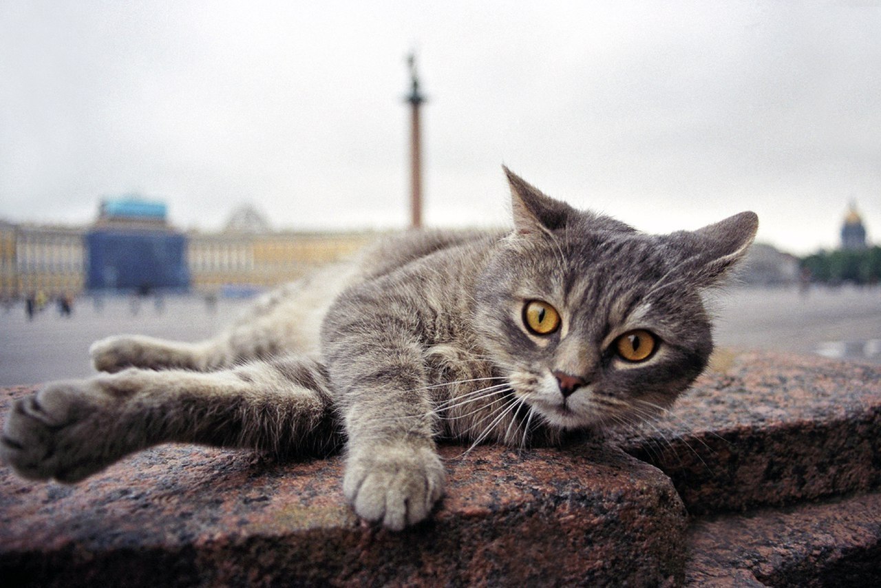 Котики в питере картинки