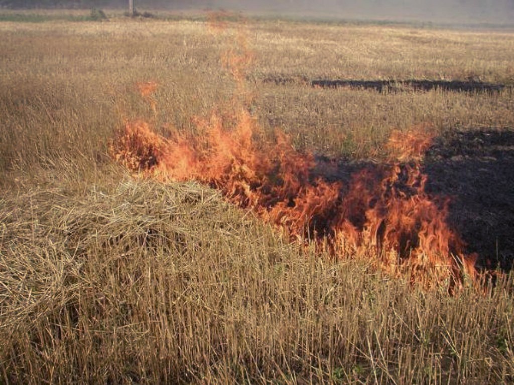 Не жгите траву картинки