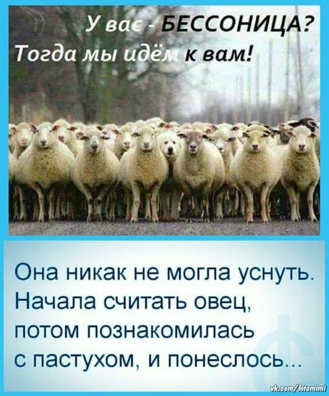 Считай пришли. Считать овец перед сном. Пойду овечек считать. Считать овец прикол. Шутки про овец.