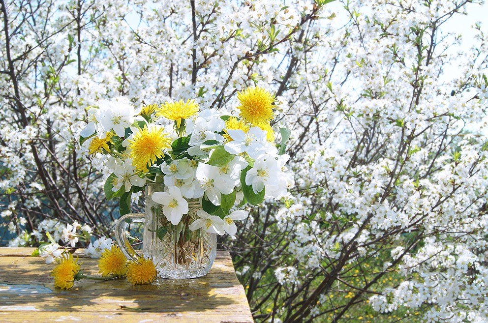 Фото весна цветы солнце