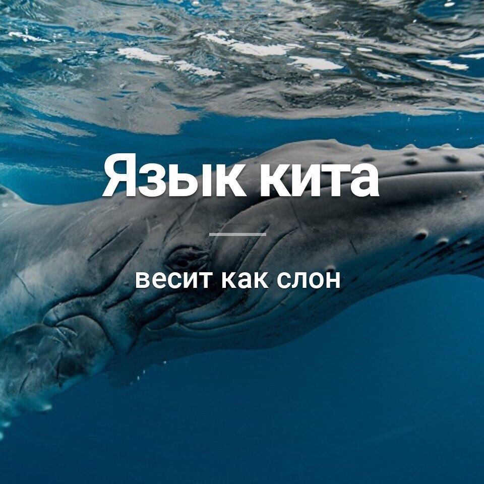 Язык синего кита фото