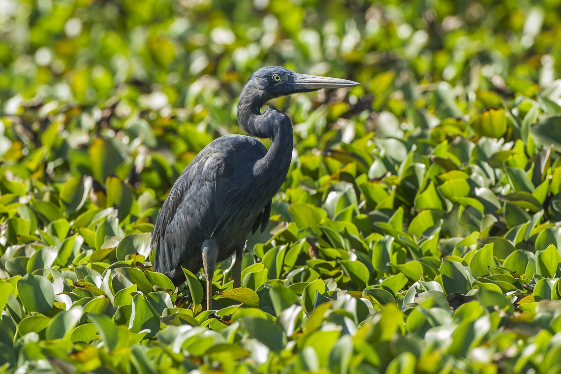 Humblot\'s Heron