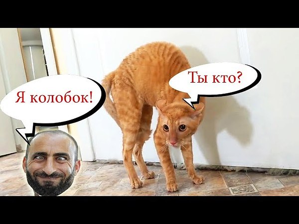 Доми шоу кот мурзик и хозяин картинки