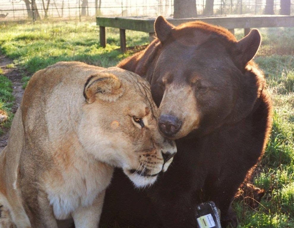 Развлечение в мире животных. Лев медведь и тигр Дружба. Лев и медведь. Медведь и львица. Львица тигр и медведь.