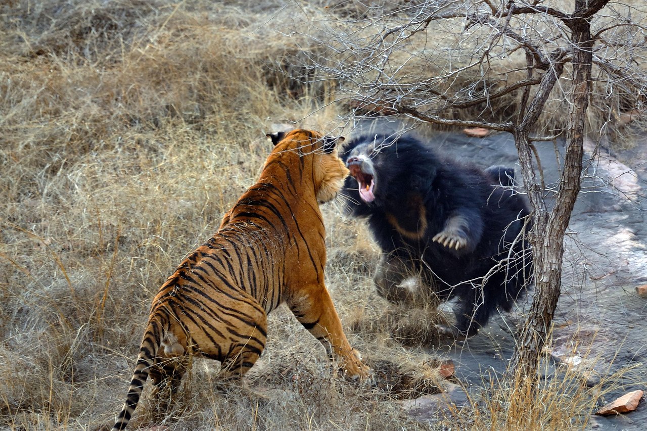 Кто сильнее лев или пантера