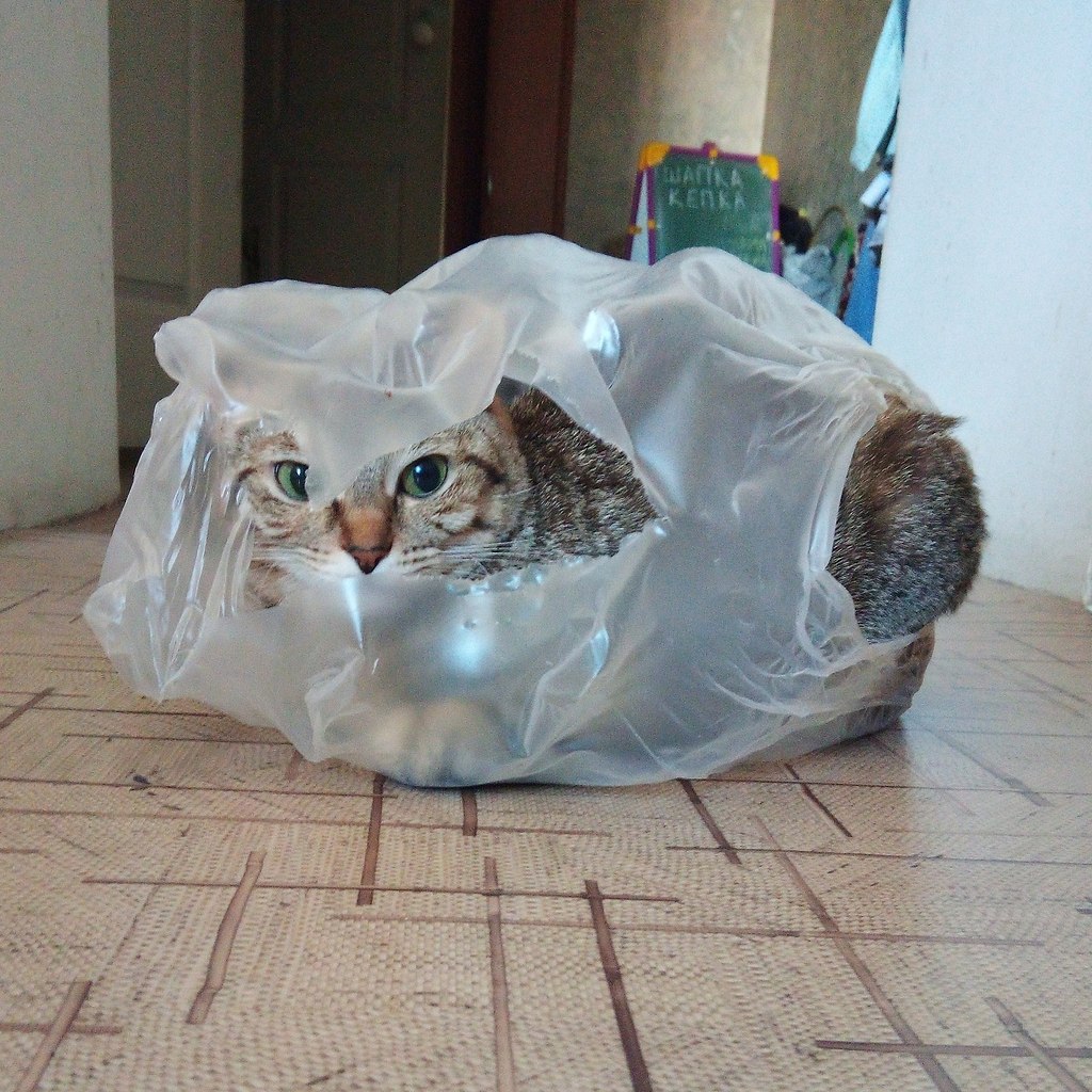 Упакованный кот
