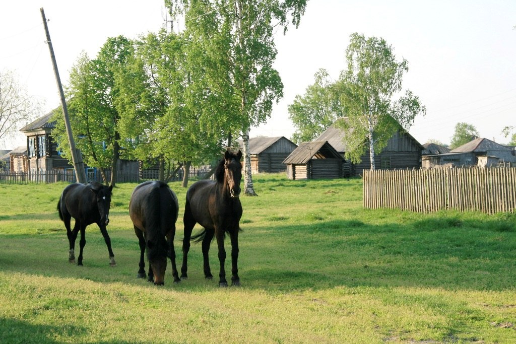 Фото родного села