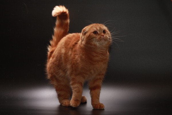 Шотландская Вислоухая Кошка Рыжая Фото