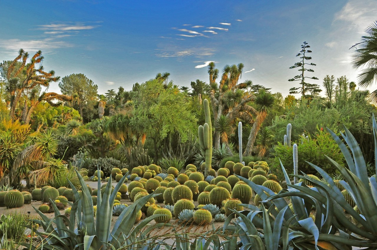 Пустынный Ботанический сад Феникс
