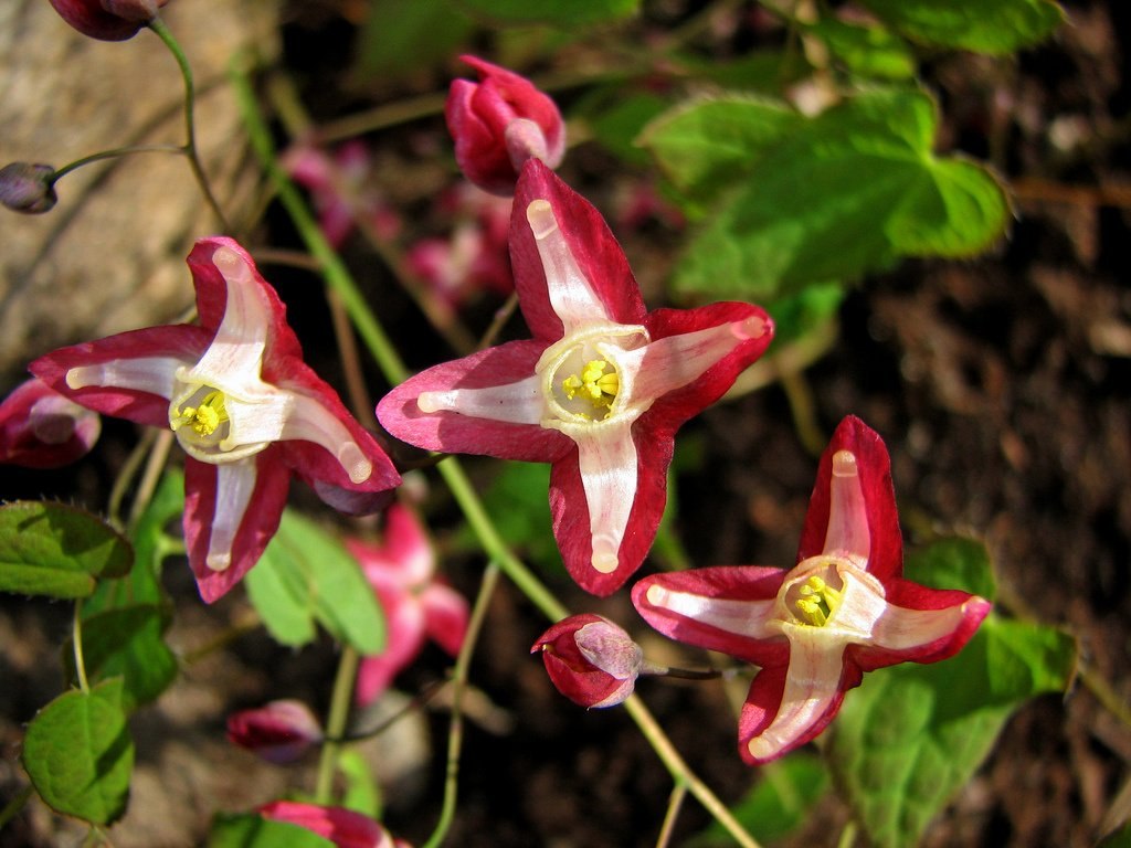 Фото горянки цветка