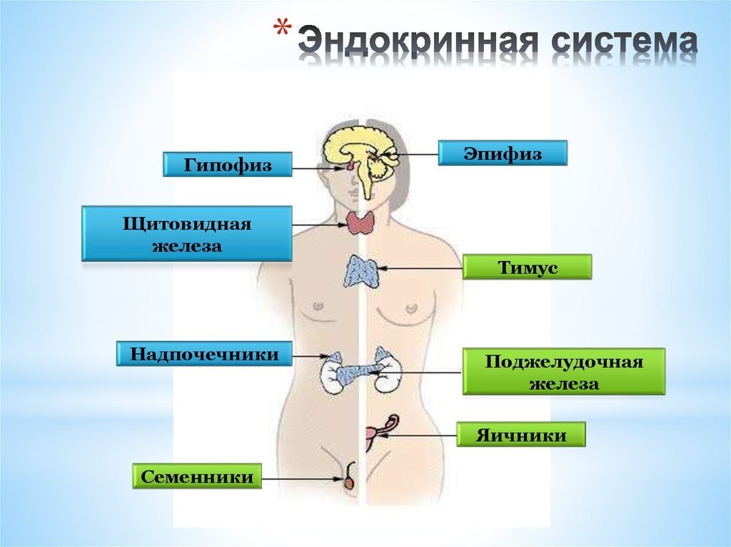 Выполняемые функции эндокринная. Гормоны эндокринной системы рисунок. Эндокринная система строение желез внутренней секреции. Надпочечники и щитовидная железа эндокринная система. Эндокринные железы анатомия и функции в организме.