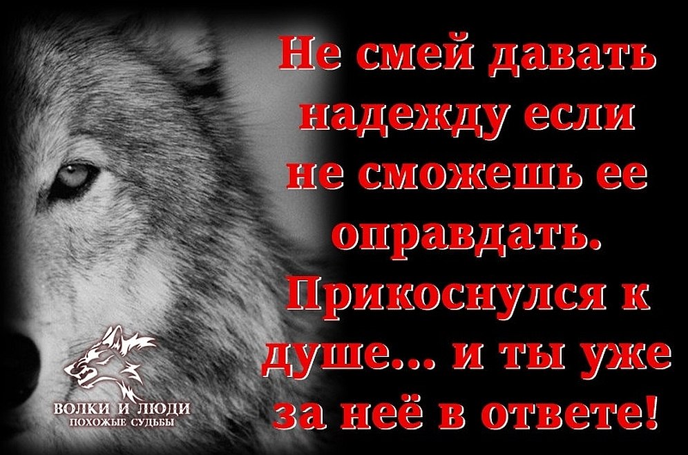 Картинки с волками и надписями про жизнь со смыслом