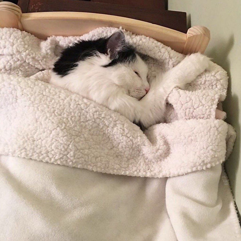 Кот спит в одеяле