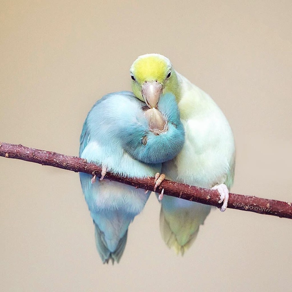 Птички любовь
