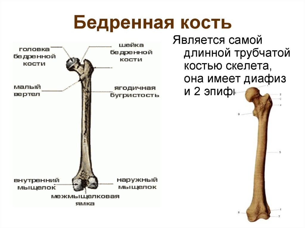 Бедренная кость человека рисунок