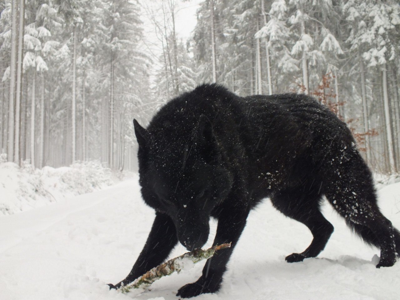 Канадский черный Бизоний волк