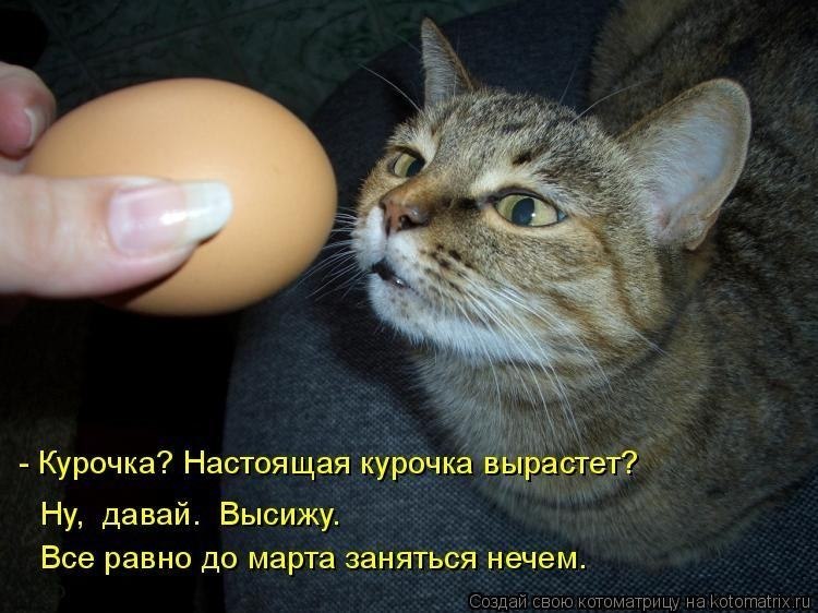 Кот с яйцами картинки