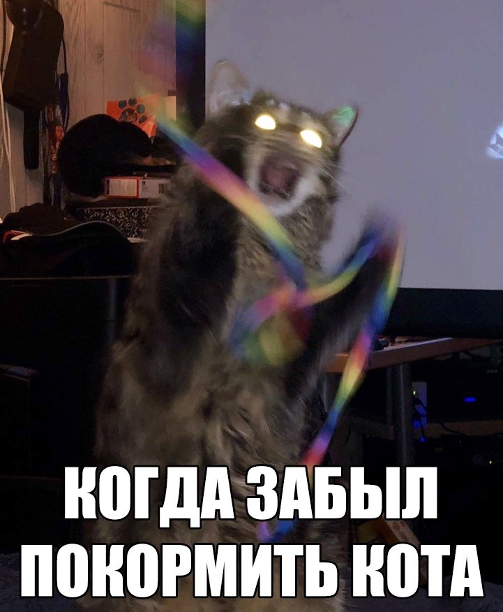 Забыл кота. Забыл покормить кота. Котика забыли. Не забудьте покормить кота. Покормите меня кот.