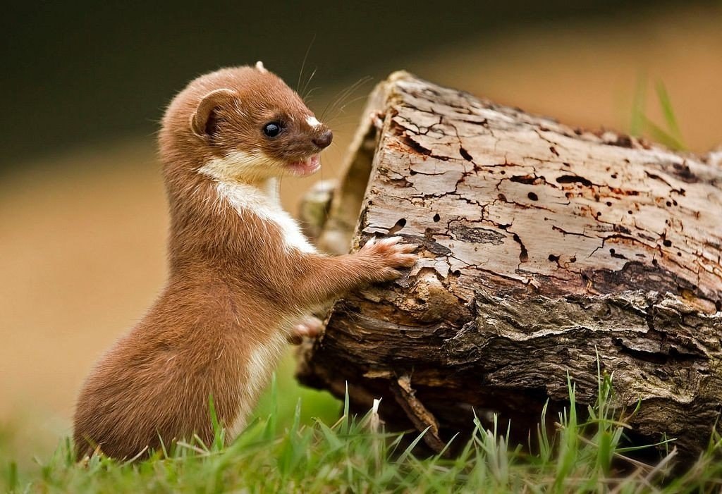 Фото ласки зверька. Ласка (Mustela nivalis). Ласка (зверек сем. Куньих). Солонгой Детеныши. Маленький коричневый зверек.