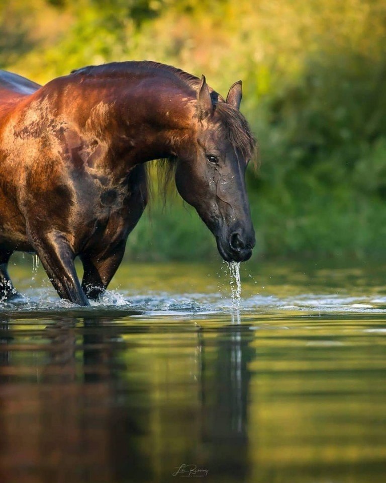 Лошади на водопое фото