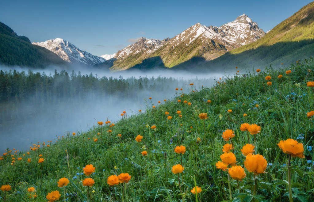 Жарки алтайские цветы фото