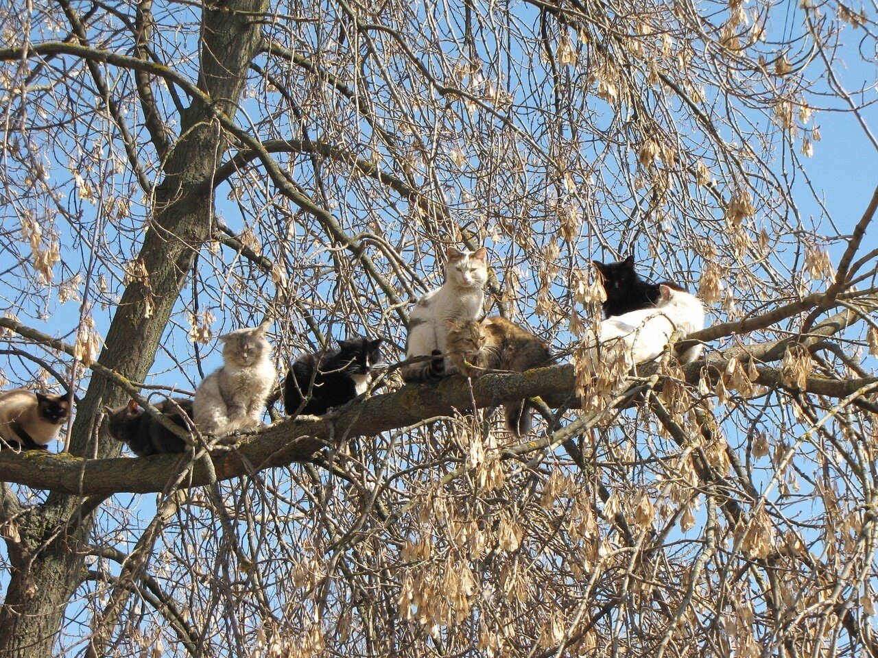 Коты прилетели картинки смешные