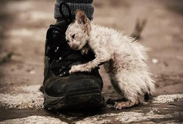 Страдания животных фото