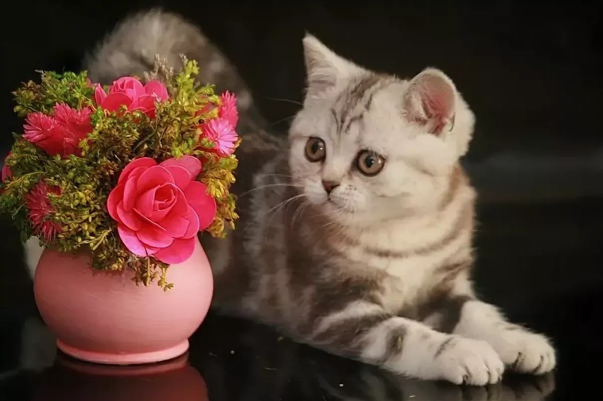 Вечера с котиком 1. Спокойной ночи цветы. Добрый вечер с котиками. Спокойной ночи с цветами. Спокойной ночи кот с цветами.