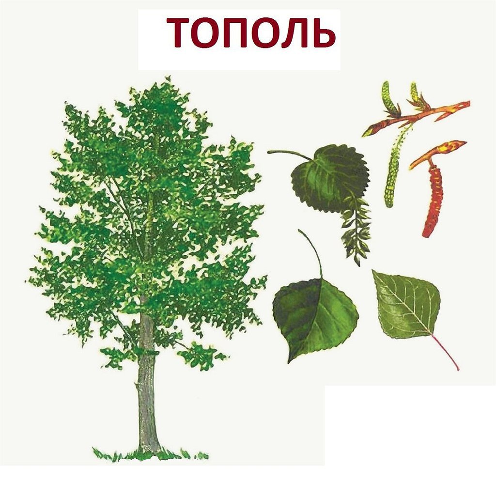 Детский рисунок тополь