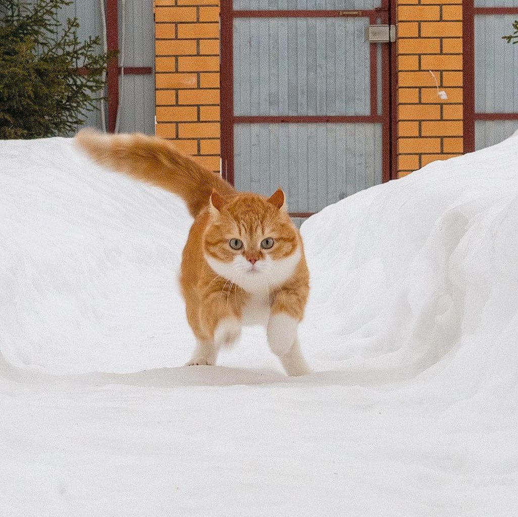 Кот бежит по снегу