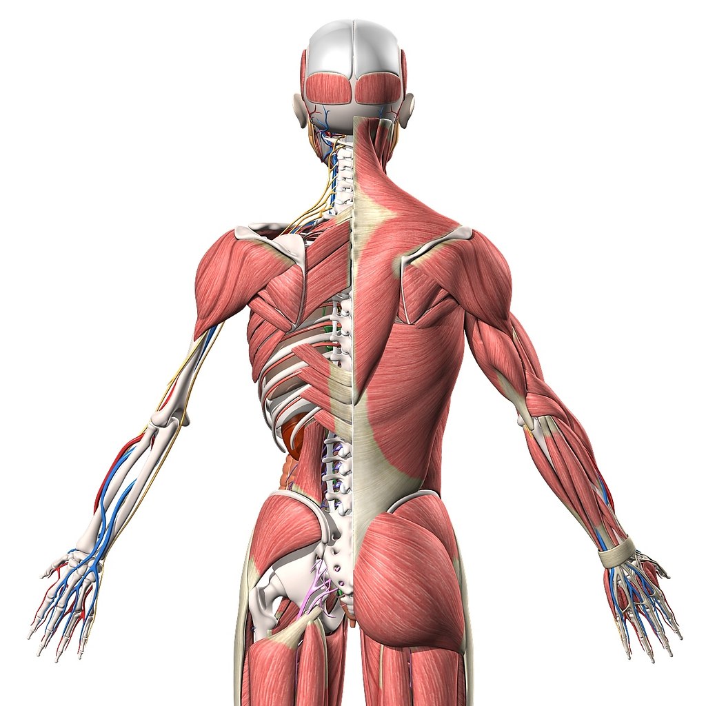 Мышечный скелет человека