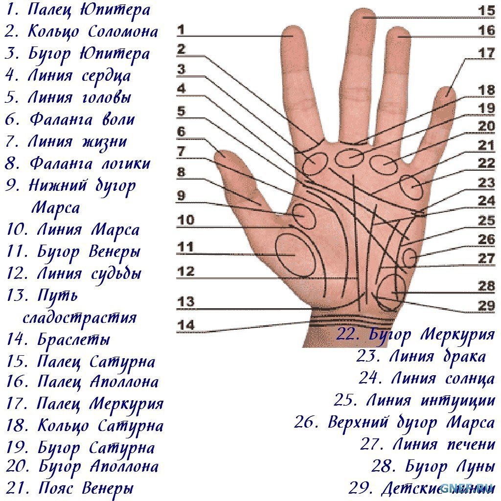 Где проходит линия жизни на ладони рисунок