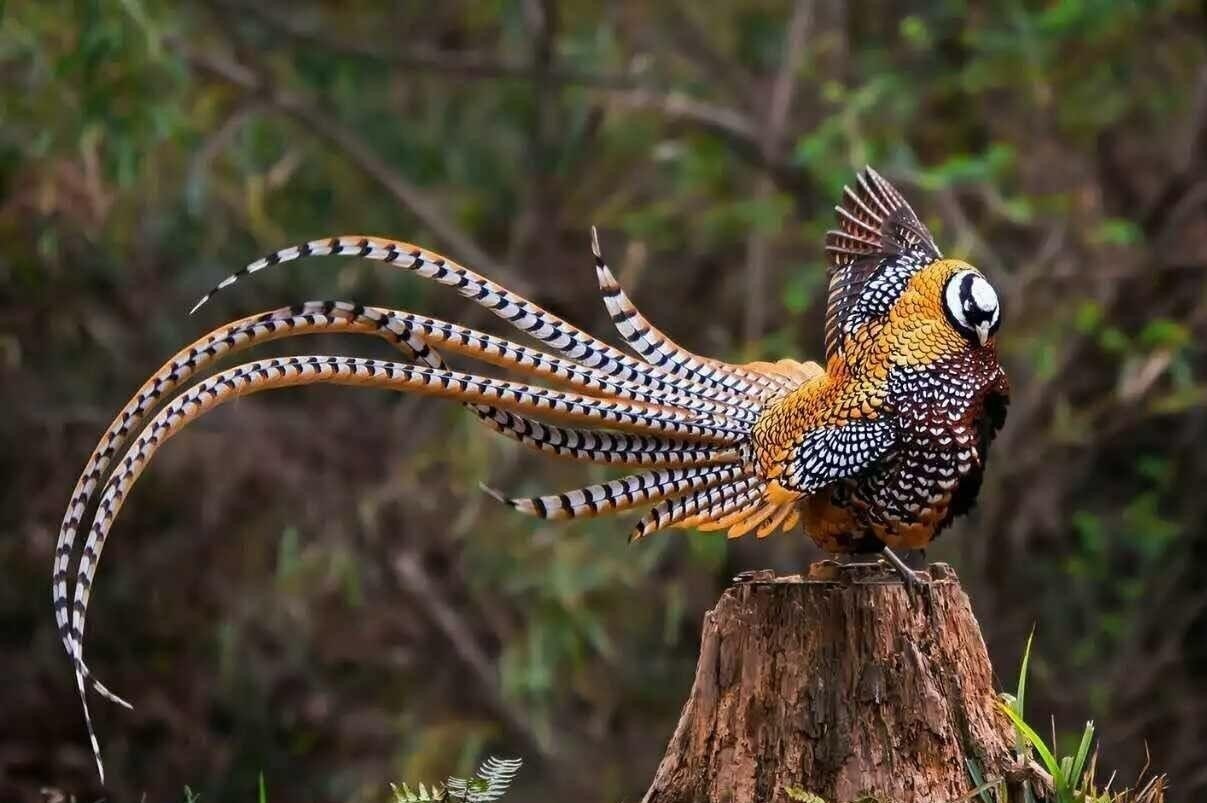 Королевский фазан фото